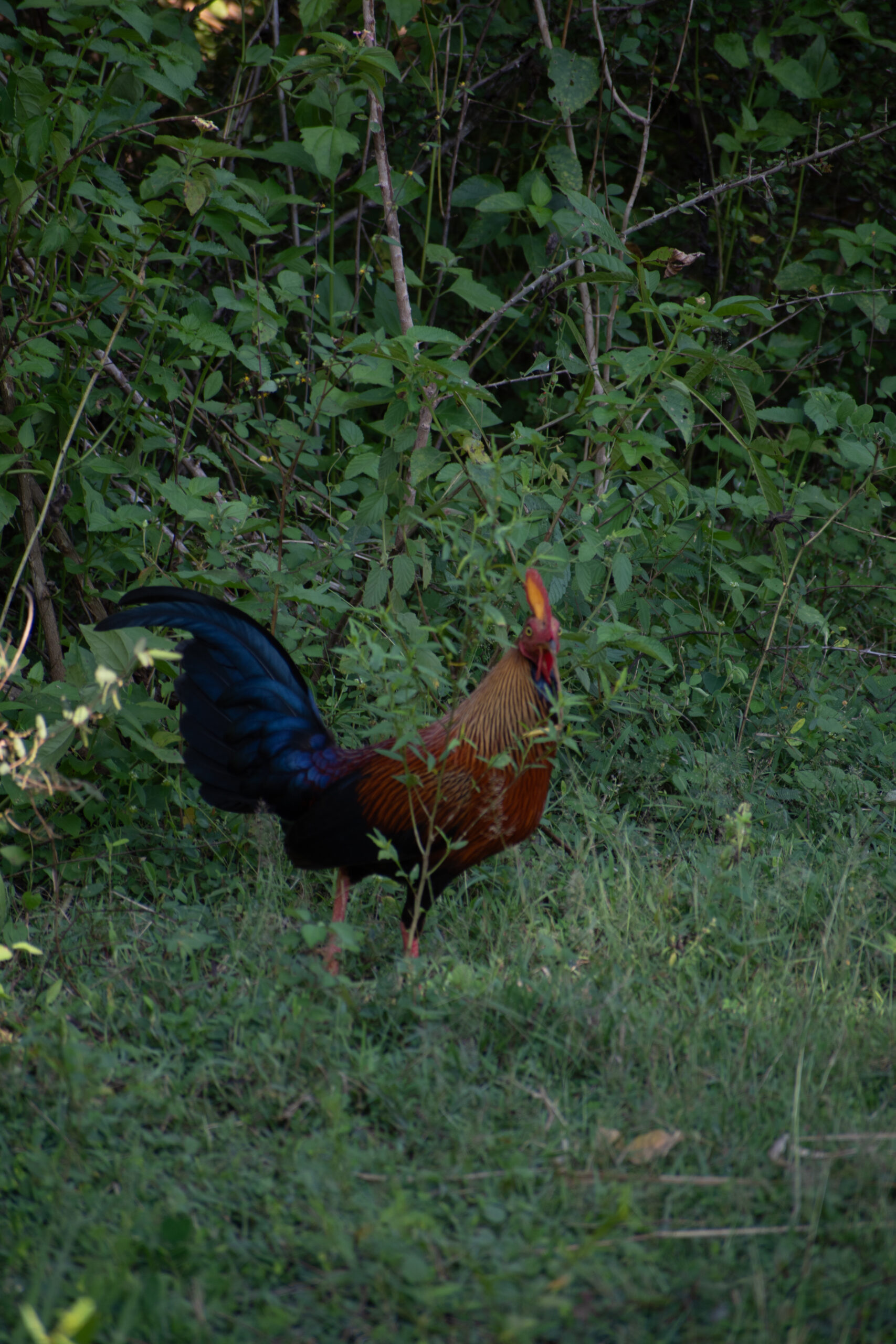スリランカの国鳥・セイロンヤケイが草むらを歩く姿 (スリランカ・ミンネリア国立公園にて)